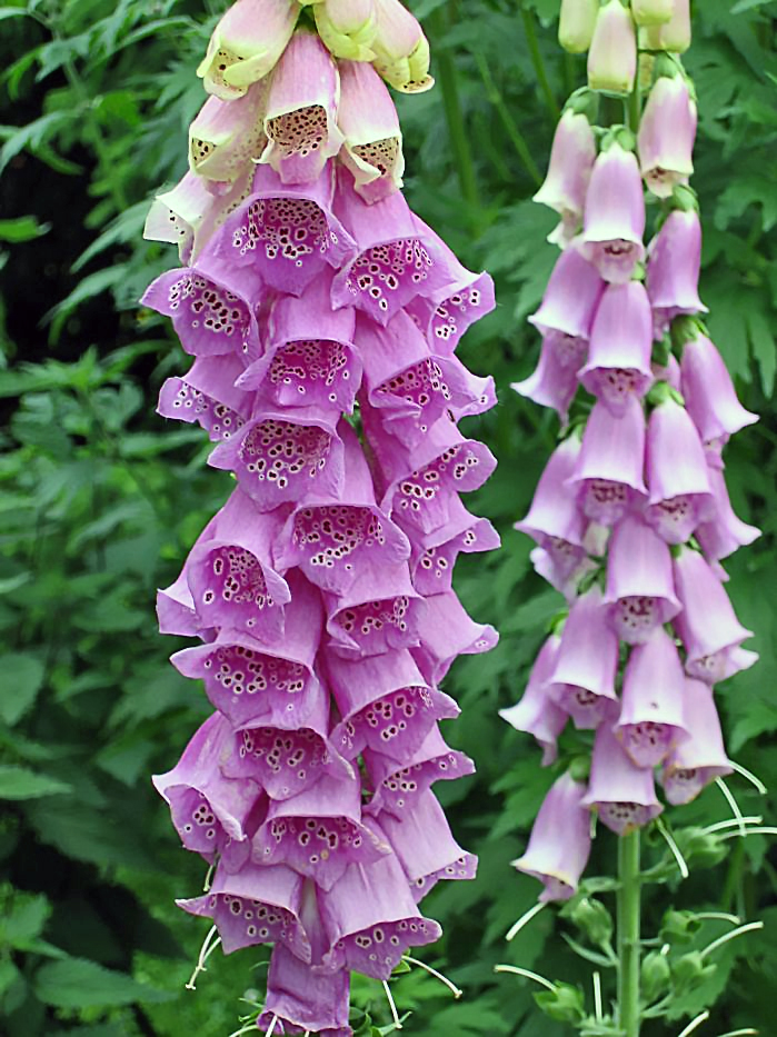 Foxglove (Digitalis purpurea)