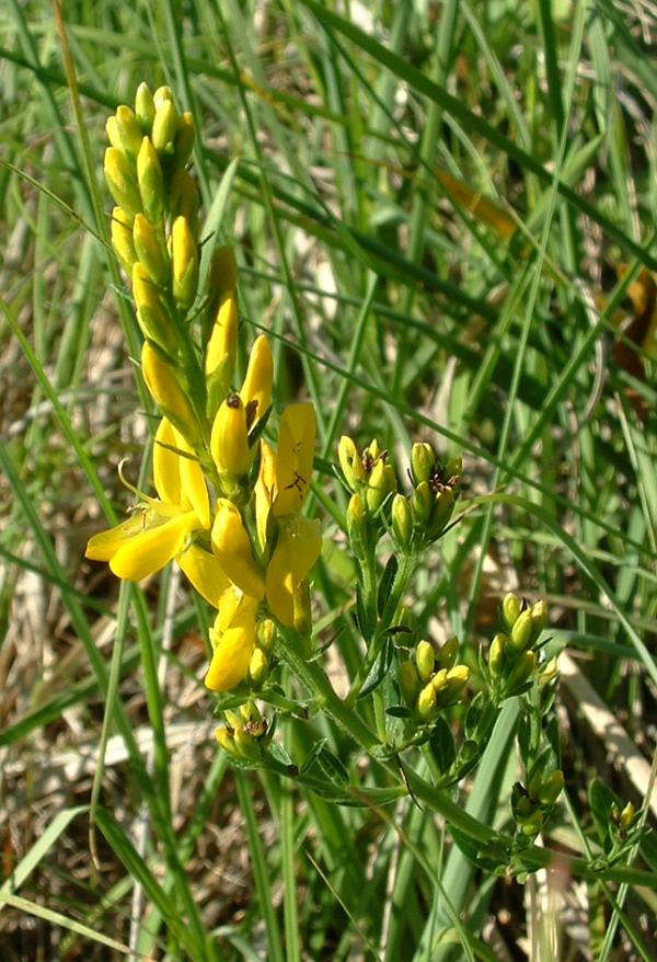 Dyer’s greenweed (Genista tinctoria)
