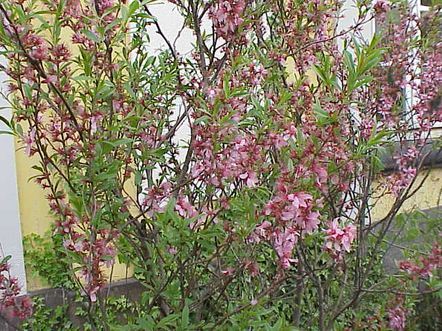 Dwergamandel (Prunus tenella)