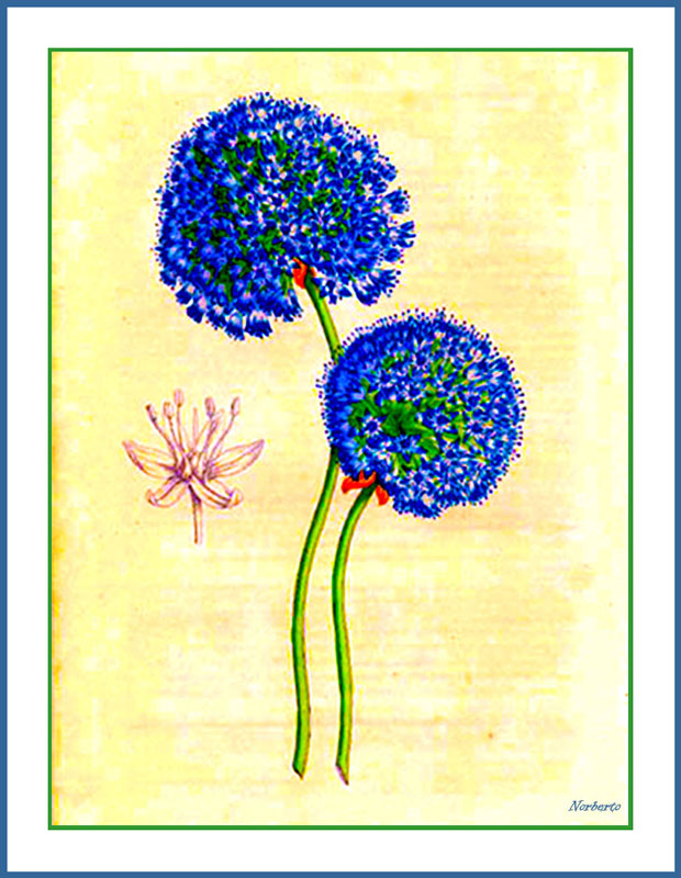 Blue globe onion (Allium caeruleum)