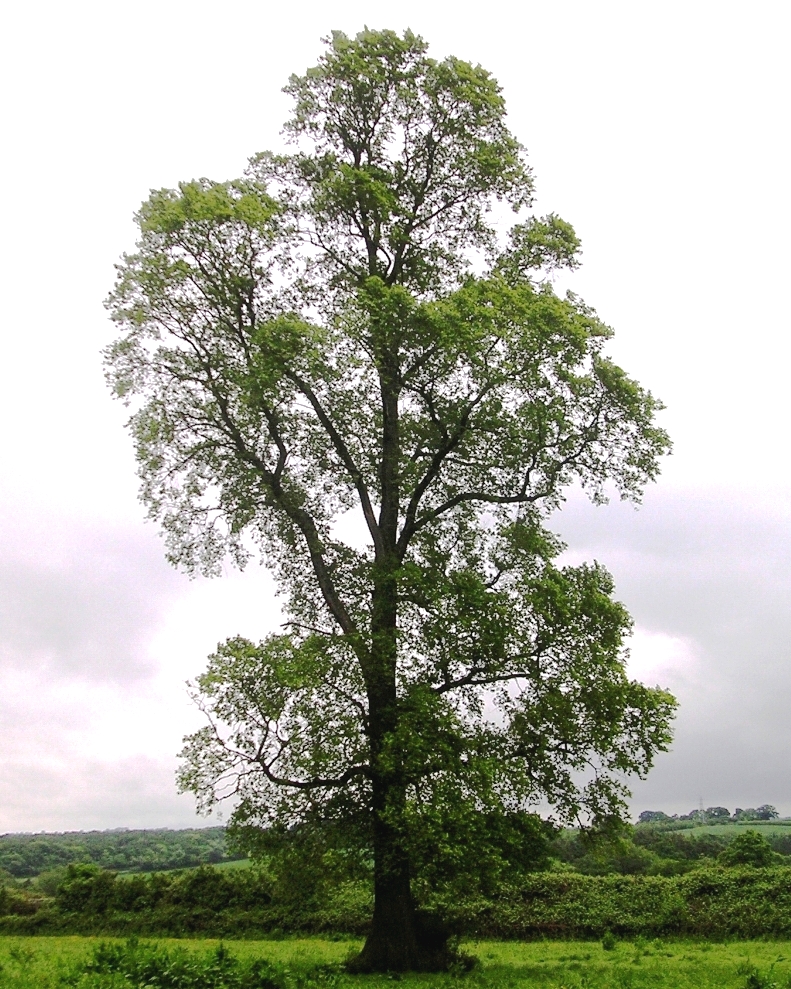 Elm (Ulmus)