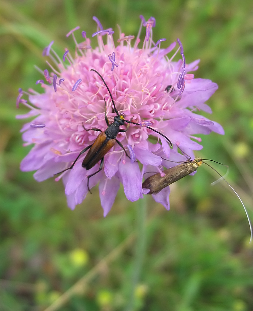 Field scabious (Knautia arvensis)
