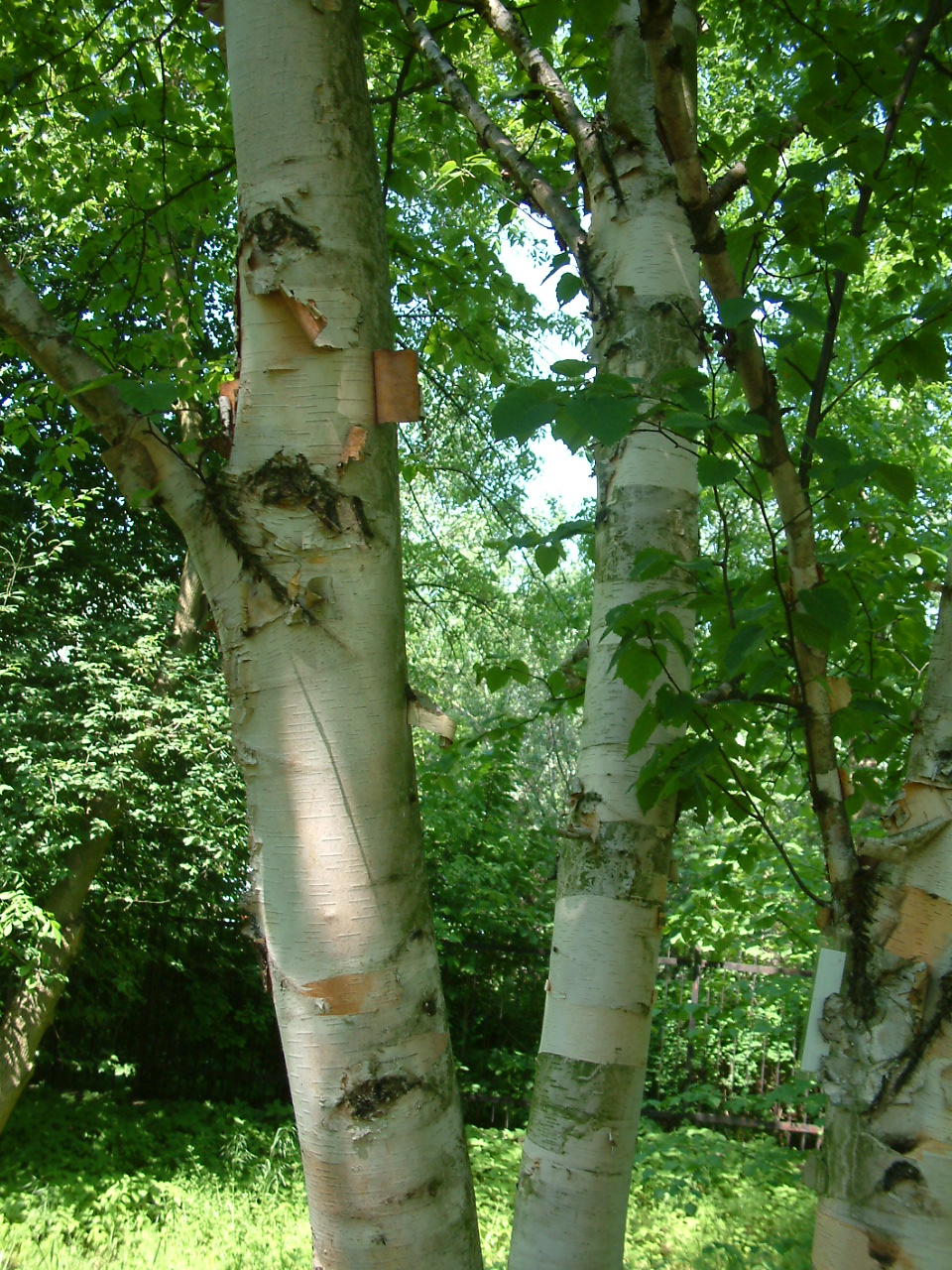 Paper birch (Betula papyrifera)