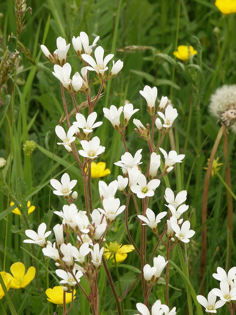 Saxifrage granulée (Saxifraga granulata)