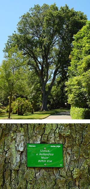 Dutch elm (Ulmus × hollandica)