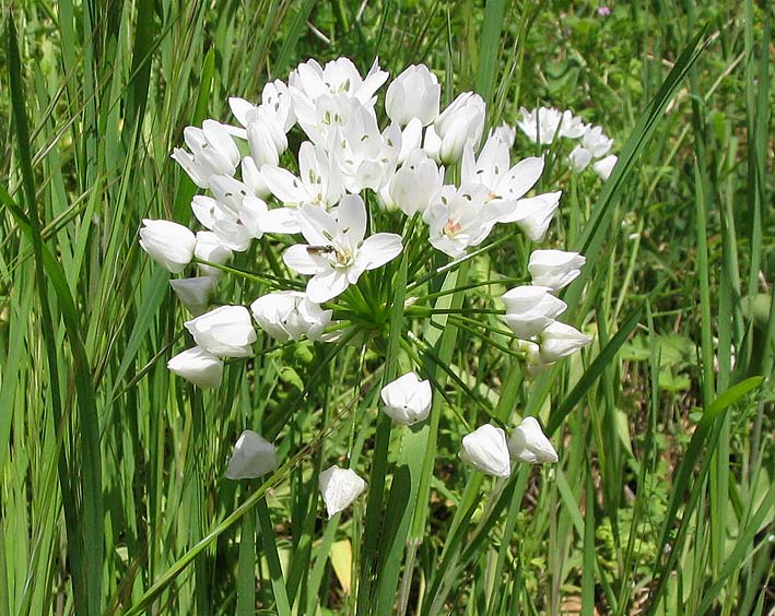 Naples garlic (Allium neapolitanum)
