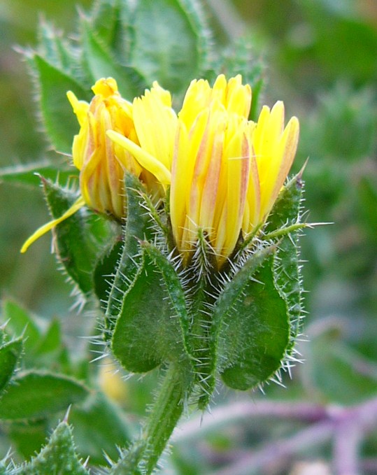 Bristly oxtongue (Helminthotheca echioides)