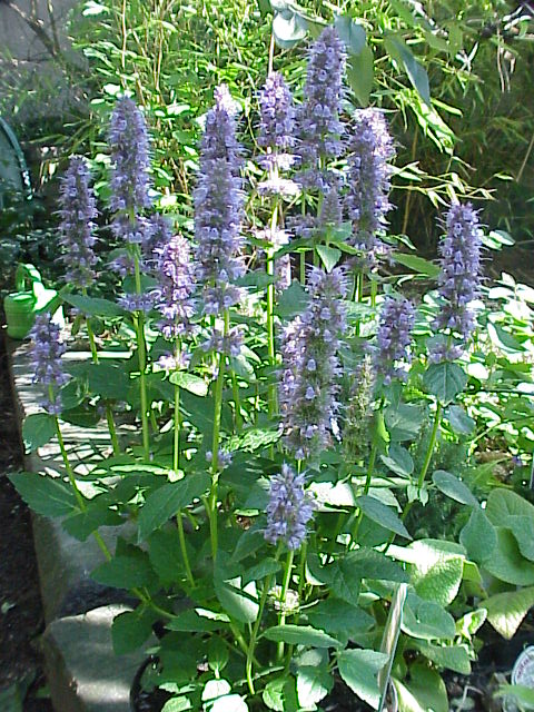 Anise hyssop (Agastache foeniculum)