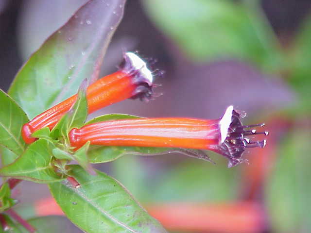 Sigarettenplantje (Cuphea ignea)