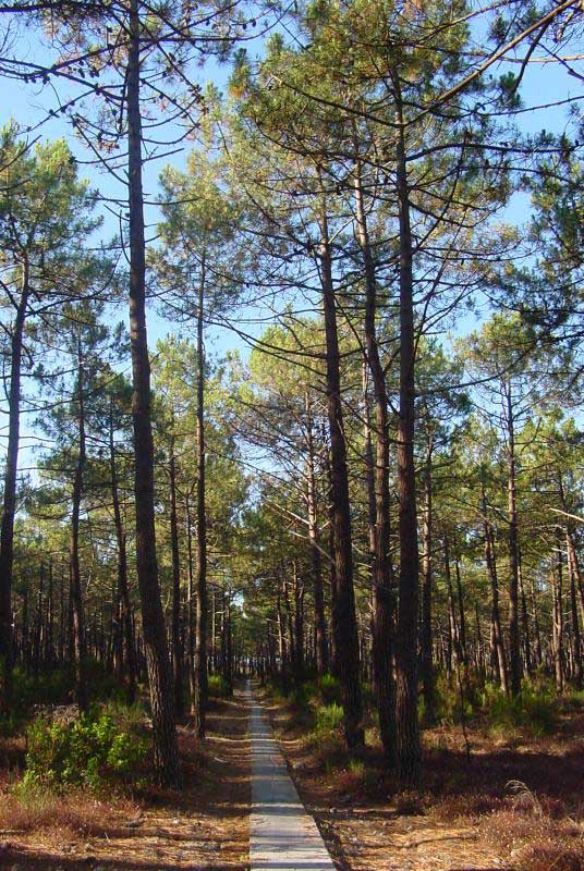 Maritime pine (Pinus pinaster)