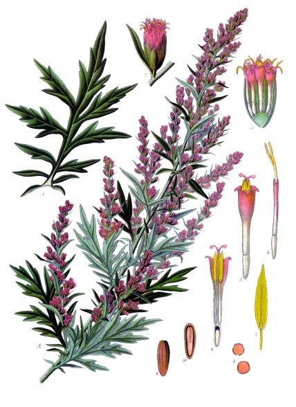 Mugwort (Artemisia vulgaris)
