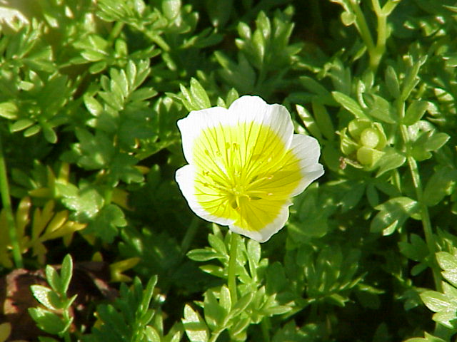 Poached egg plant (Limnanthes douglasii)