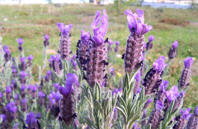 French lavender (Lavandula stoechas)
