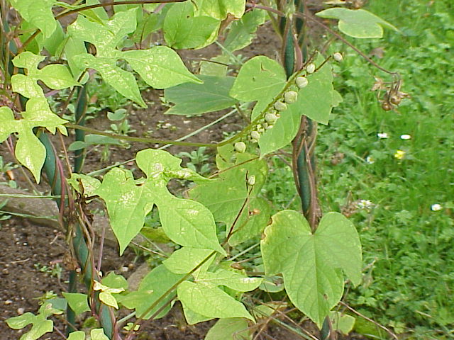 Spanish flag (Ipomoea lobata)