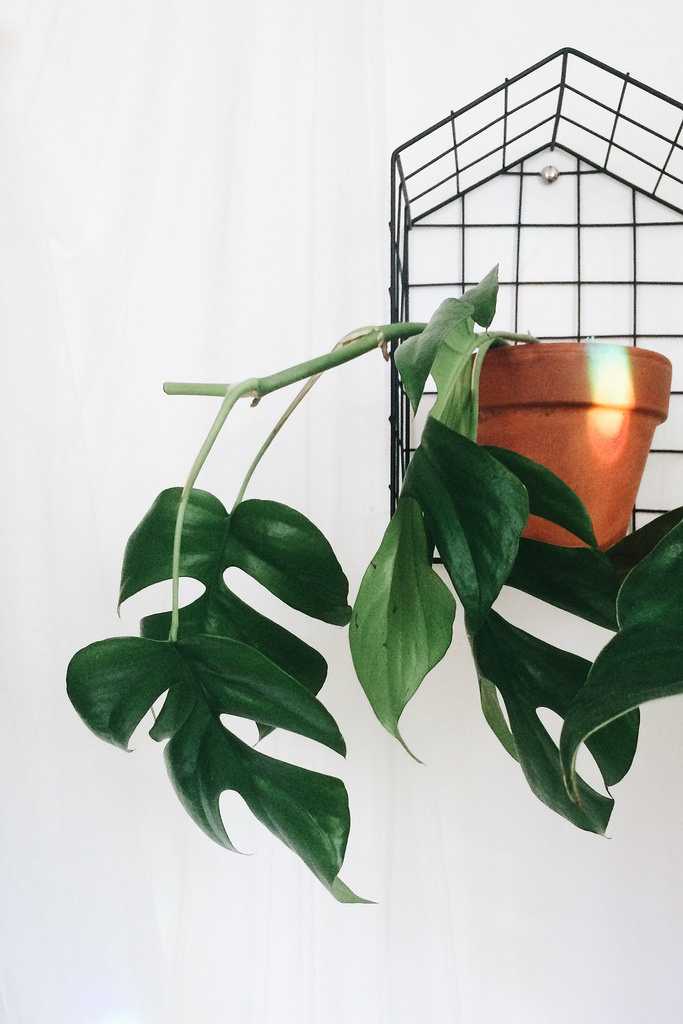 Mini monstera (Rhaphidophora tetrasperma)