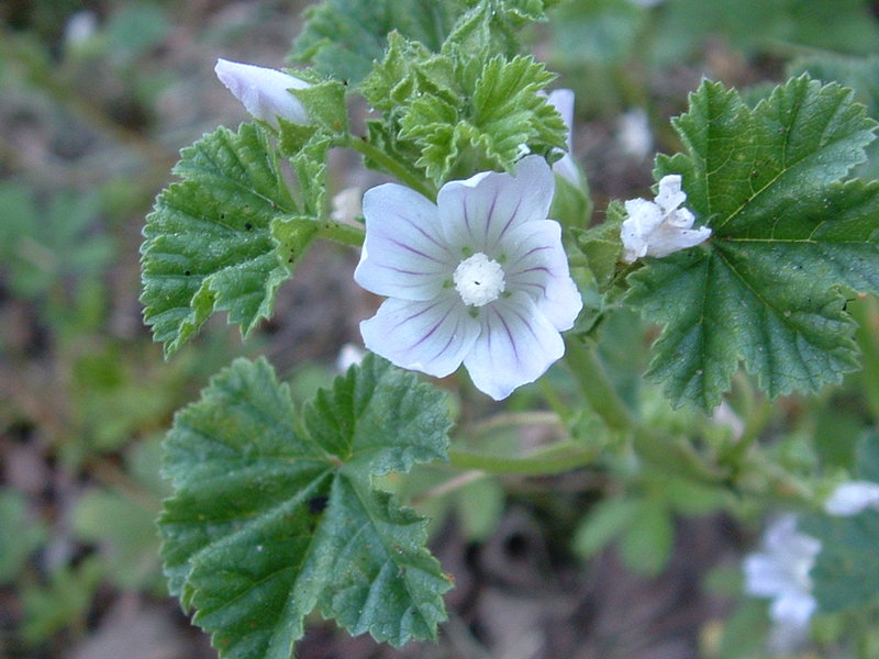 Dwarf mallow (Malva neglecta)