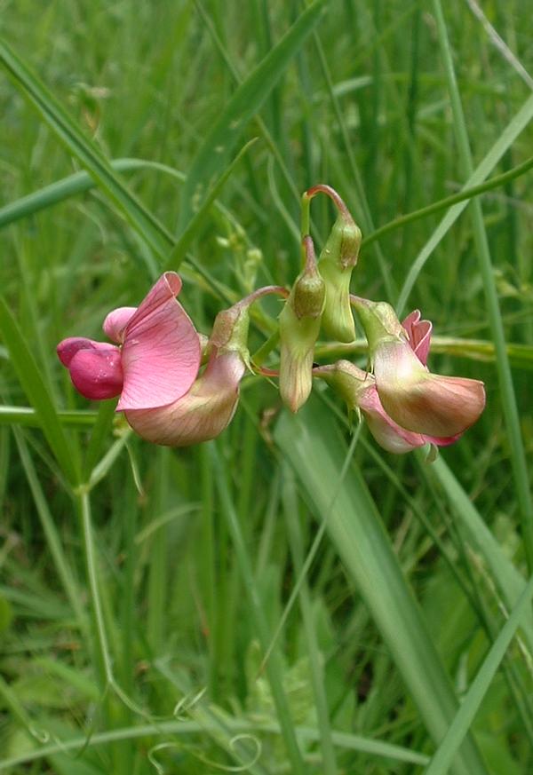 Boslathyrus (Lathyrus sylvestris)