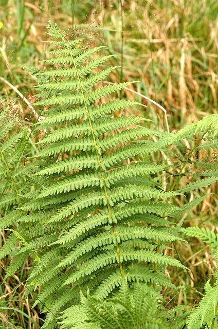 Lemon-scented fern (Oreopteris limbosperma)