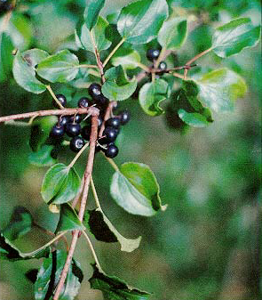 Buckthorn (Rhamnus cathartica)