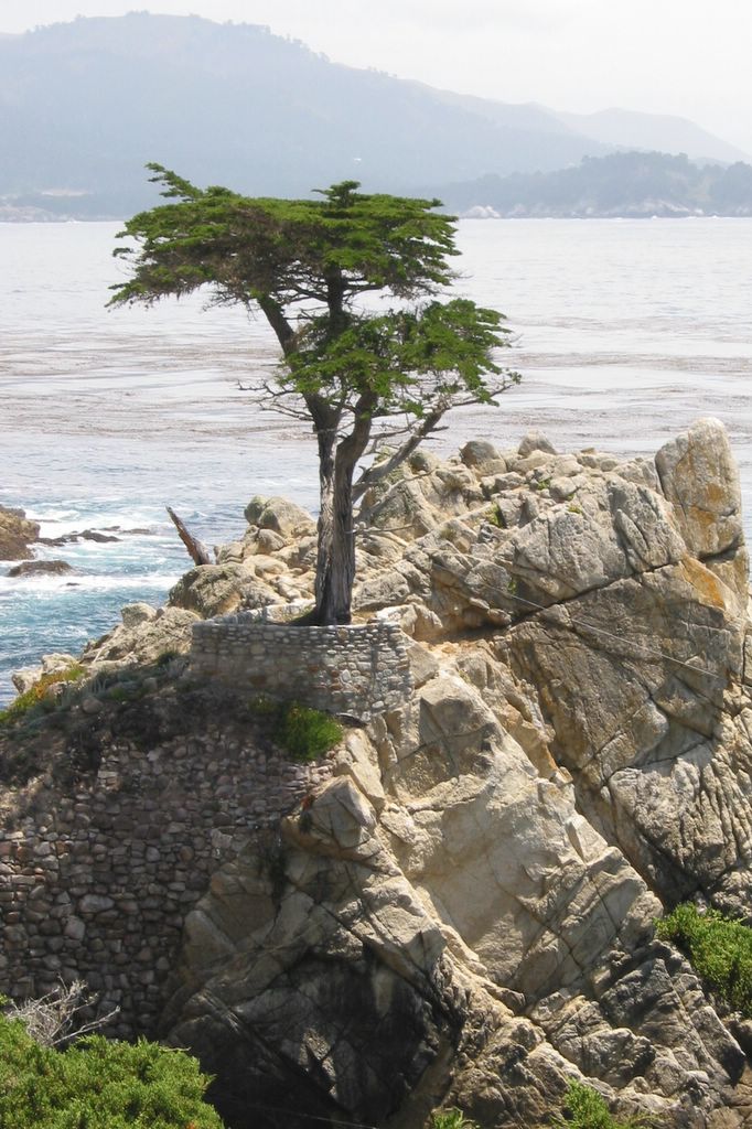 Monterey cypress (Cupressus macrocarpa)