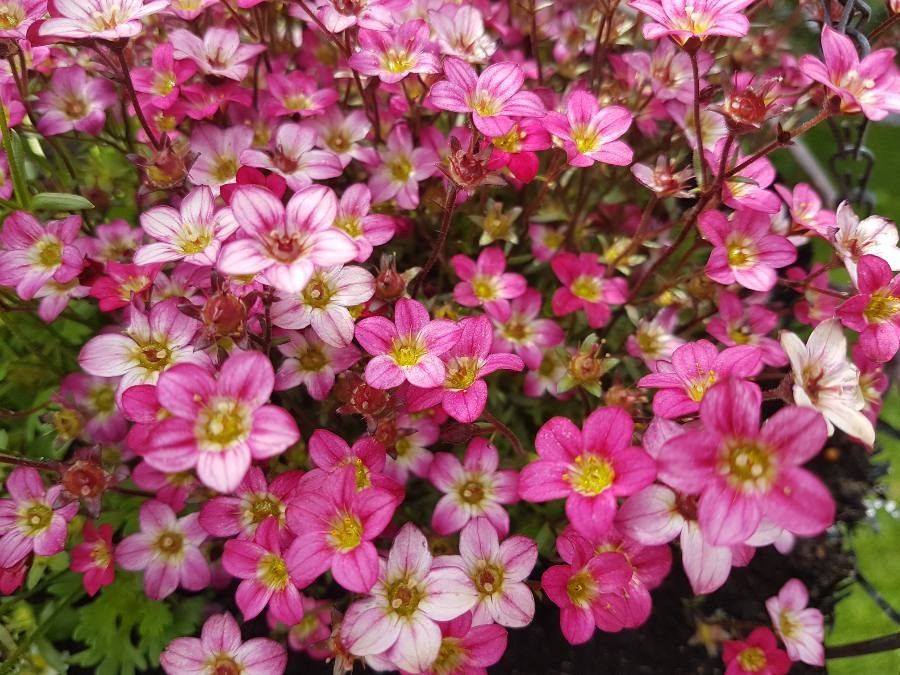 Mossy saxifrage (Saxifraga × arendsii)
