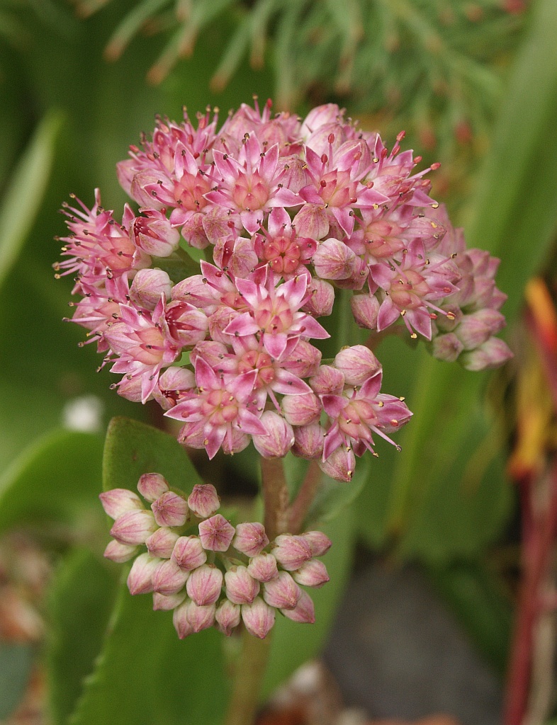 Orpine (Hylotelephium telephium)