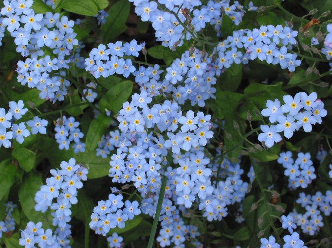 Wood forget-me-not (Myosotis sylvatica)