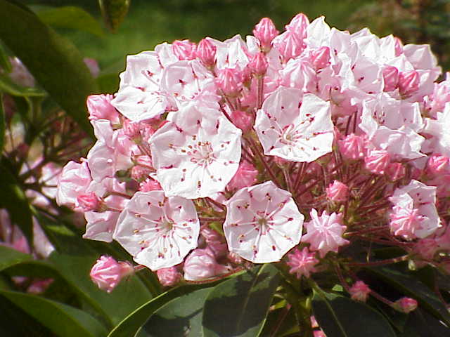 Mountain laurel (Kalmia latifolia)
