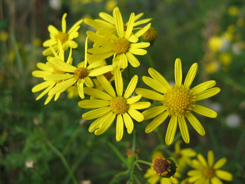 Narrow-leaved ragwort (Senecio inaequidens)
