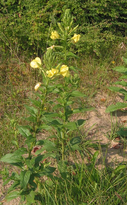 Large-flowered evening primrose (Oenothera glazioviana)