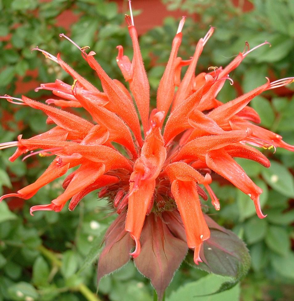 Scarlet beebalm (Monarda didyma) (Monarda didyma)