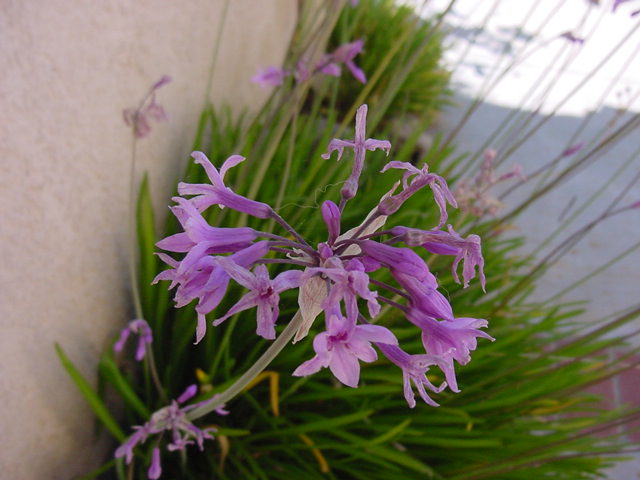 Society garlic (Tulbaghia violacea)