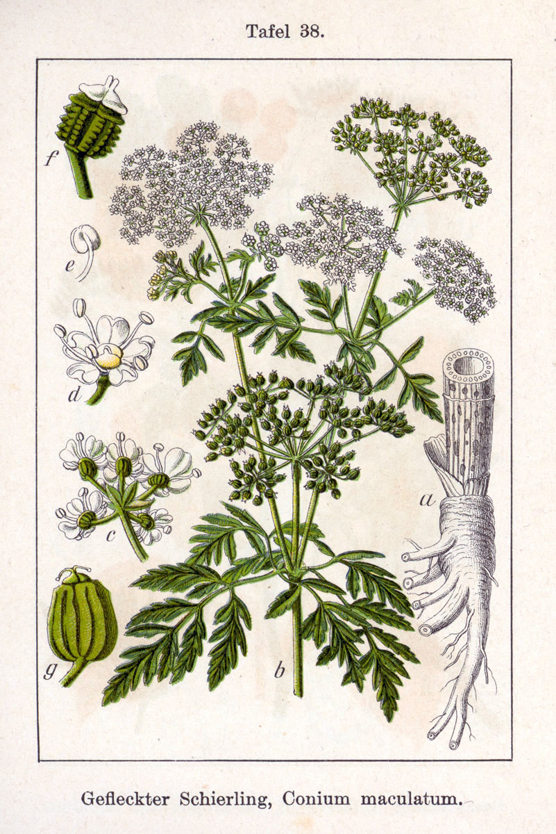 Hemlock (Conium maculatum)