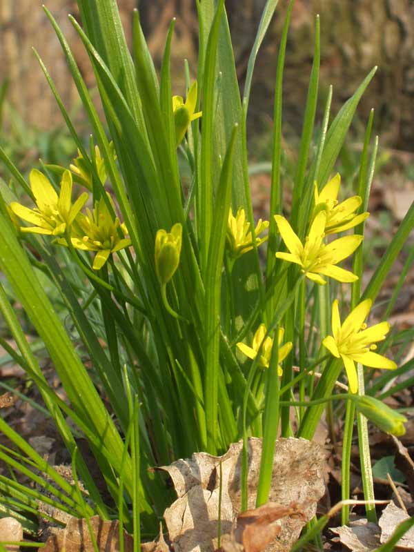 Bosgeelster (Gagea lutea)
