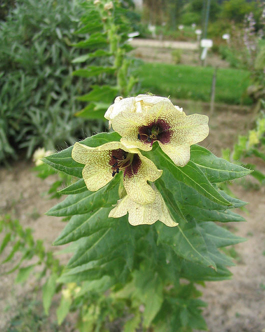 Henbane (Hyoscyamus niger)