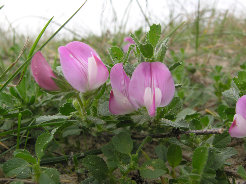 Kattendoorn (Ononis spinosa)