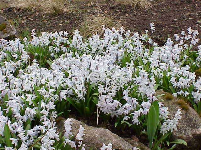 Scilla mischtschenkoana