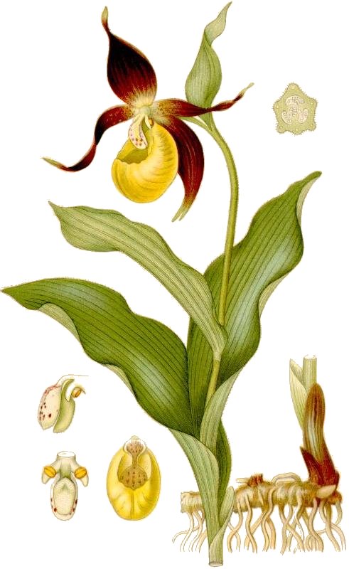 Lady’s-slipper (Cypripedium calceolus)
