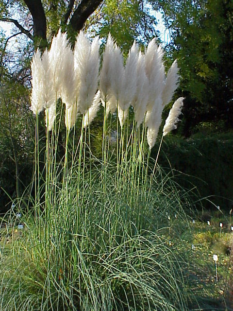 Pampas grass (Cortaderia selloana)