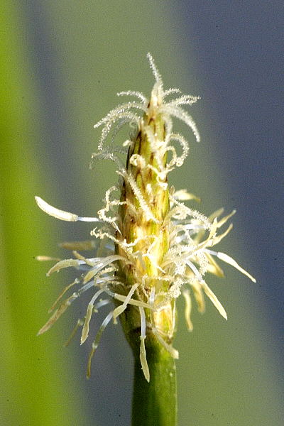 Common spike-rush (Eleocharis palustris)