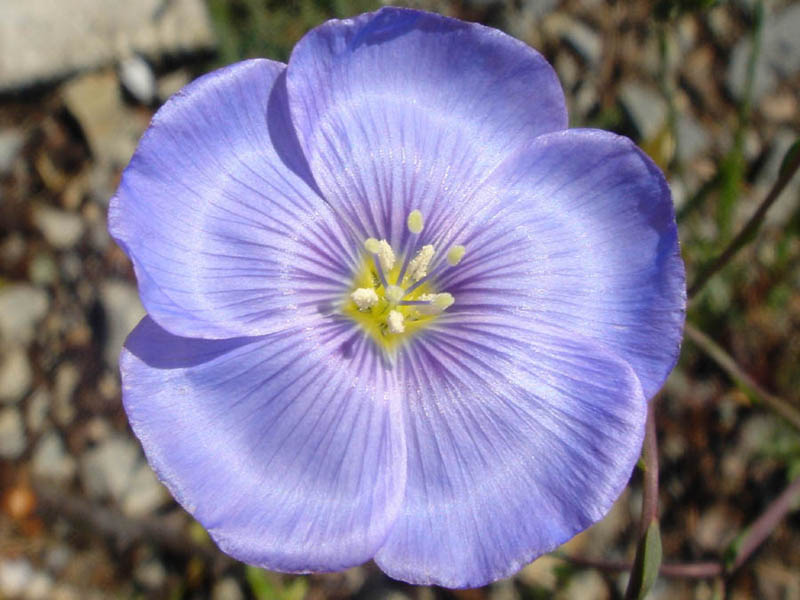 Perennial flax (Linum perenne)