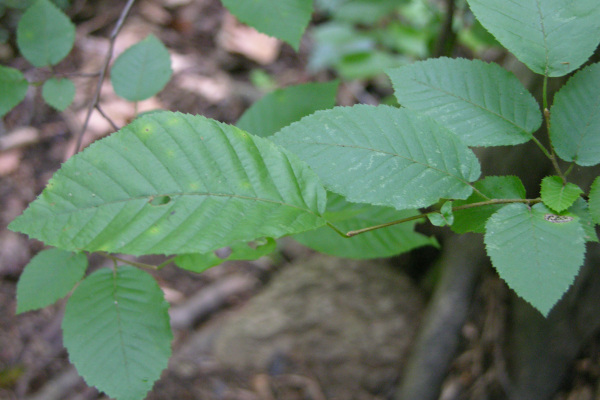 American hornbeam (Carpinus caroliniana)