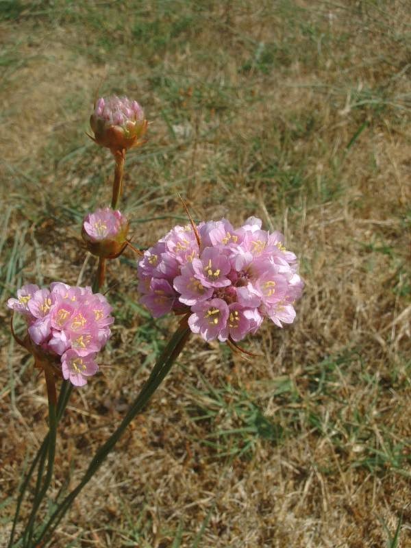 Thrift (Armeria maritima)