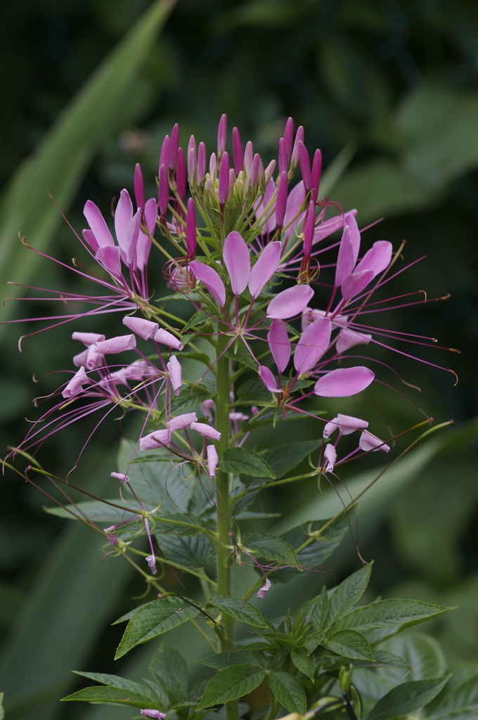 Spider flower (Cleome hassleriana)