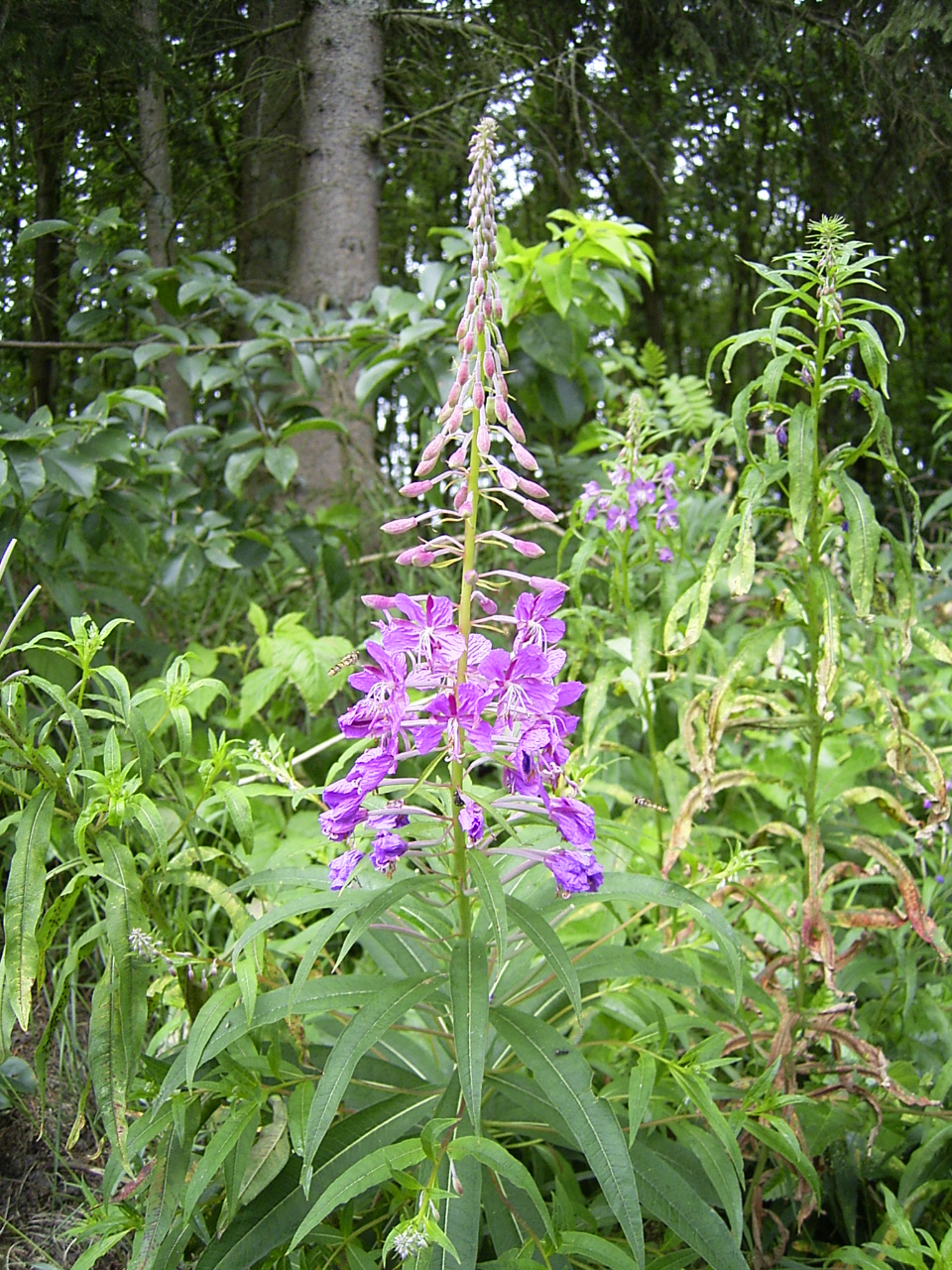 Rosebay willowherb (Chamaenerion angustifolium)
