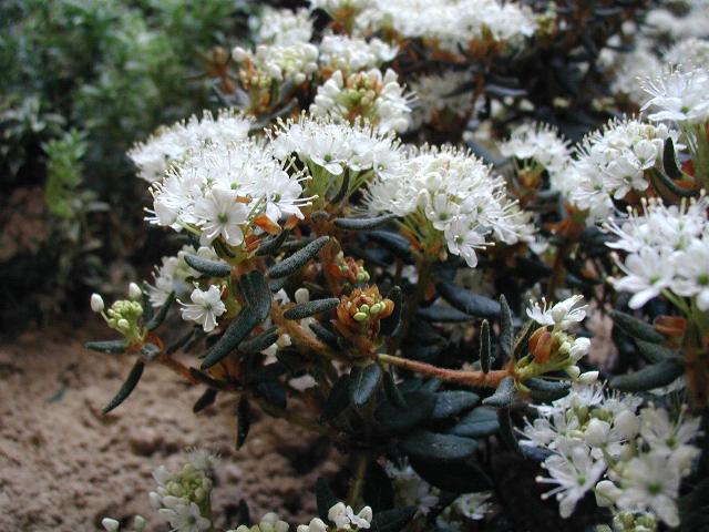 Marsh Labrador tea (Rhododendron tomentosum)