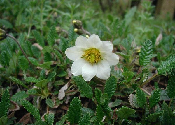 Mountain avens (Dryas octopetala)
