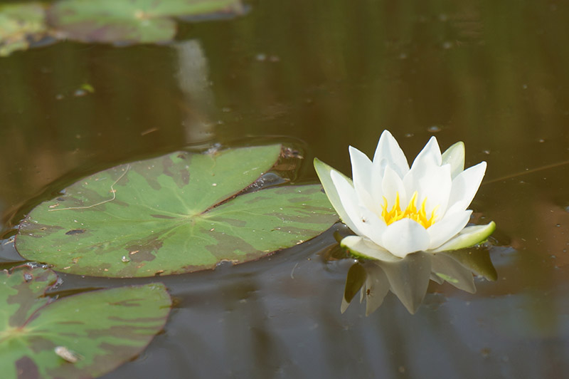Pygmy water lily (Nymphaea tetragona)