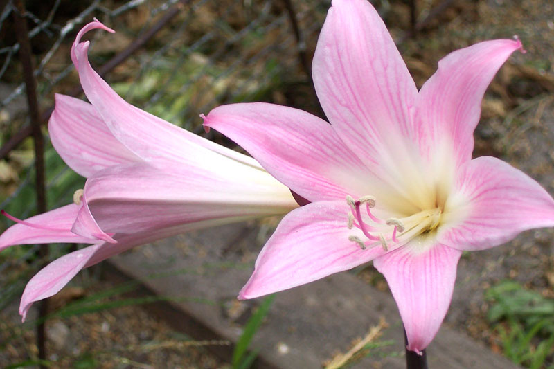Belladonna lily (Amaryllis belladonna)