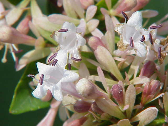 Chinese abelia (Abelia chinensis)